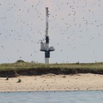 R 1 Vogelschutzinsel und Strombauwerk Minsener Oog